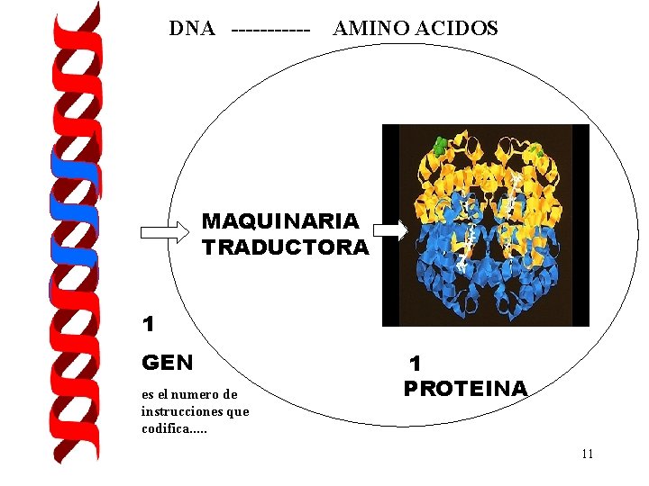 DNA ------ AMINO ACIDOS MAQUINARIA TRADUCTORA 1 GEN es el numero de instrucciones que DNA ------ AMINO ACIDOS MAQUINARIA TRADUCTORA 1 GEN es el numero de instrucciones que