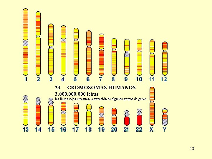 23 CROMOSOMAS HUMANOS 3. 000 letras líneas rojas muestran la situación de algunos grupos 23 CROMOSOMAS HUMANOS 3. 000 letras líneas rojas muestran la situación de algunos grupos
