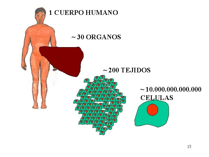 1 CUERPO HUMANO ~ 30 ORGANOS ~ 200 TEJIDOS ~ 10. 000 CELULAS 15 1 CUERPO HUMANO ~ 30 ORGANOS ~ 200 TEJIDOS ~ 10. 000 CELULAS 15