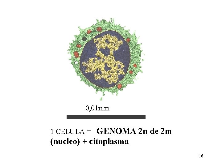 0, 01 mm 1 CELULA = GENOMA 2 n de 2 m (nucleo) + 0, 01 mm 1 CELULA = GENOMA 2 n de 2 m (nucleo) +