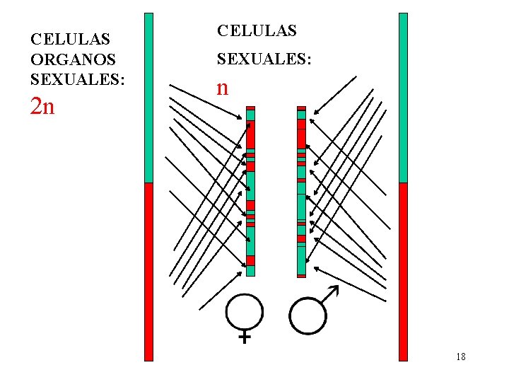 CELULAS ORGANOS SEXUALES: 2 n CELULAS SEXUALES: n 18 CELULAS ORGANOS SEXUALES: 2 n CELULAS SEXUALES: n 18