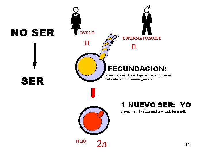 NO SER OVULO ESPERMATOZOIDE n n FECUNDACION: primer momento en el que aparece un NO SER OVULO ESPERMATOZOIDE n n FECUNDACION: primer momento en el que aparece un