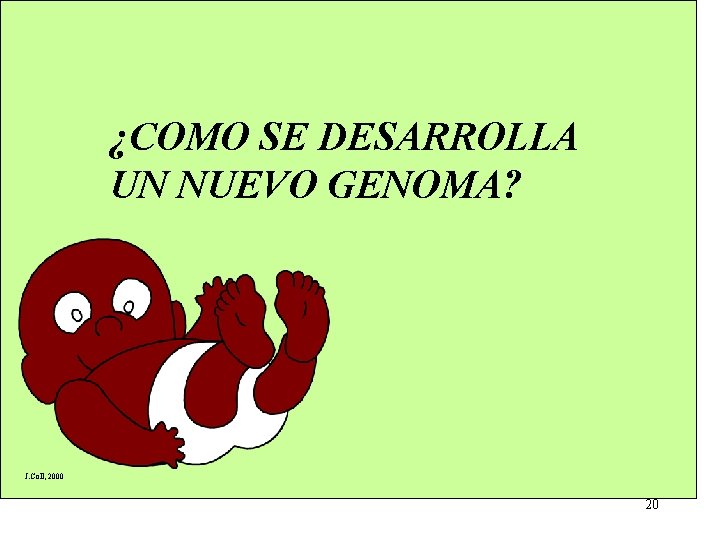 ¿COMO SE DESARROLLA UN NUEVO GENOMA? J. Coll, 2000 20 ¿COMO SE DESARROLLA UN NUEVO GENOMA? J. Coll, 2000 20