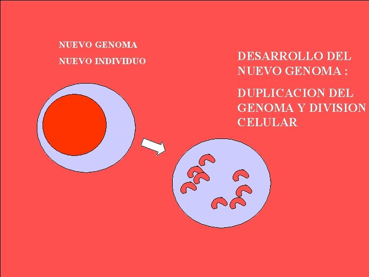 NUEVO GENOMA NUEVO INDIVIDUO DESARROLLO DEL NUEVO GENOMA : DUPLICACION DEL GENOMA Y DIVISION NUEVO GENOMA NUEVO INDIVIDUO DESARROLLO DEL NUEVO GENOMA : DUPLICACION DEL GENOMA Y DIVISION