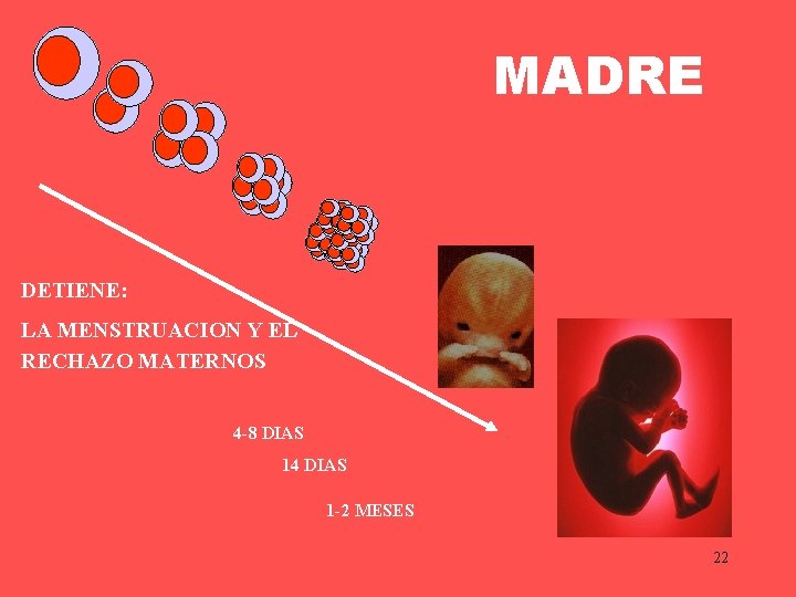 MADRE DETIENE: LA MENSTRUACION Y EL RECHAZO MATERNOS 4 -8 DIAS 14 DIAS 1 MADRE DETIENE: LA MENSTRUACION Y EL RECHAZO MATERNOS 4 -8 DIAS 14 DIAS 1