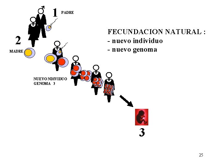 1 PADRE FECUNDACION NATURAL : - nuevo individuo - nuevo genoma 2 MADRE NUEVO 1 PADRE FECUNDACION NATURAL : - nuevo individuo - nuevo genoma 2 MADRE NUEVO