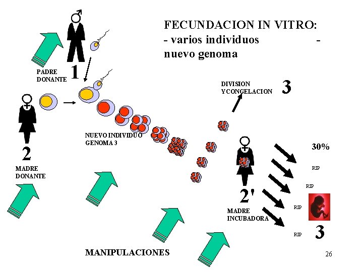 FECUNDACION IN VITRO: - varios individuos nuevo genoma PADRE DONANTE 2 1 DIVISION YCONGELACION FECUNDACION IN VITRO: - varios individuos nuevo genoma PADRE DONANTE 2 1 DIVISION YCONGELACION