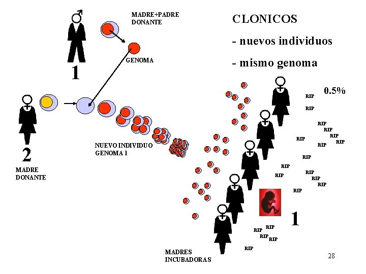 MADRE+PADRE DONANTE CLONICOS - nuevos individuos 1 - mismo genoma GENOMA RIP 0. 5% MADRE+PADRE DONANTE CLONICOS - nuevos individuos 1 - mismo genoma GENOMA RIP 0. 5%
