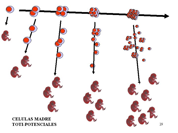 CELULAS MADRE TOTI-POTENCIALES 29 CELULAS MADRE TOTI-POTENCIALES 29