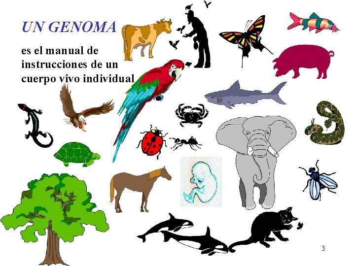 UN GENOMA es el manual de instrucciones de un cuerpo vivo individual 3 UN GENOMA es el manual de instrucciones de un cuerpo vivo individual 3