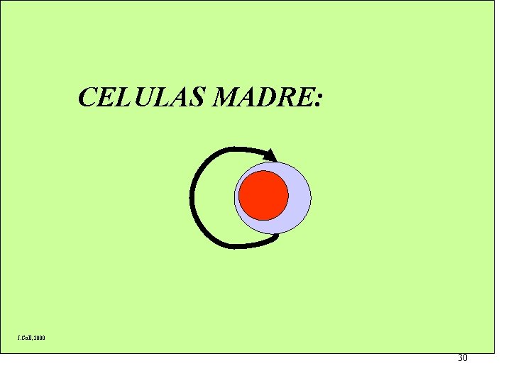 CELULAS MADRE: J. Coll, 2000 30 CELULAS MADRE: J. Coll, 2000 30