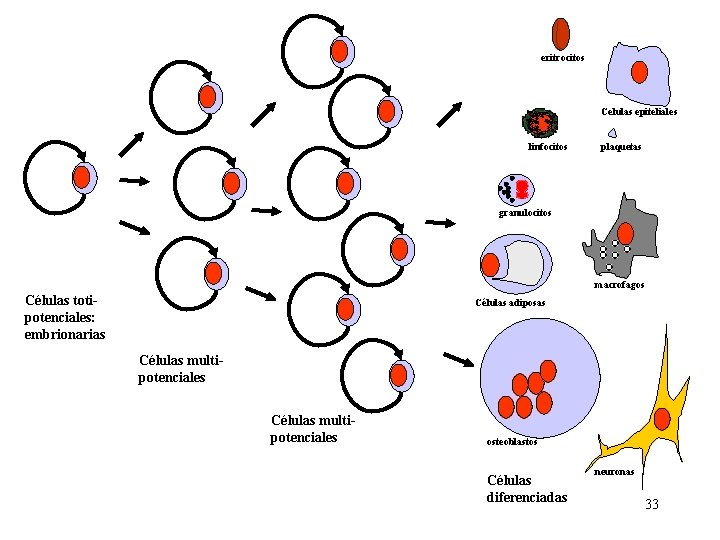 eritrocitos Celulas epiteliales linfocitos plaquetas granulocitos macrofagos Células totipotenciales: embrionarias Células adiposas Células multipotenciales eritrocitos Celulas epiteliales linfocitos plaquetas granulocitos macrofagos Células totipotenciales: embrionarias Células adiposas Células multipotenciales