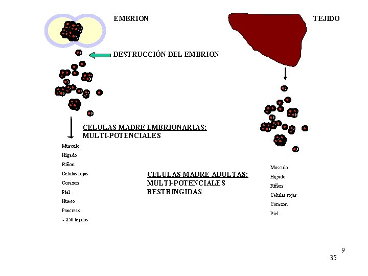 EMBRION TEJIDO DESTRUCCIÓN DEL EMBRION CELULAS MADRE EMBRIONARIAS: MULTI-POTENCIALES Musculo Higado Riñon Celulas rojas EMBRION TEJIDO DESTRUCCIÓN DEL EMBRION CELULAS MADRE EMBRIONARIAS: MULTI-POTENCIALES Musculo Higado Riñon Celulas rojas