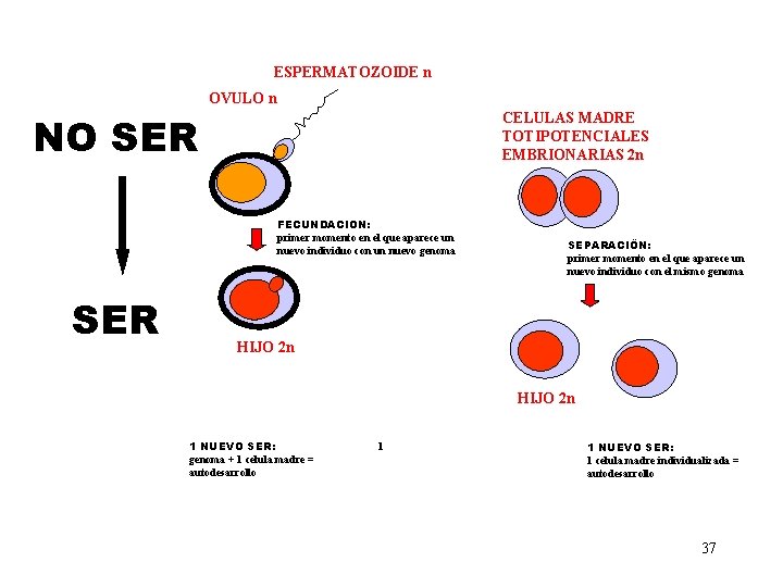 ESPERMATOZOIDE n OVULO n NO SER CELULAS MADRE TOTIPOTENCIALES EMBRIONARIAS 2 n FECUNDACION: primer ESPERMATOZOIDE n OVULO n NO SER CELULAS MADRE TOTIPOTENCIALES EMBRIONARIAS 2 n FECUNDACION: primer