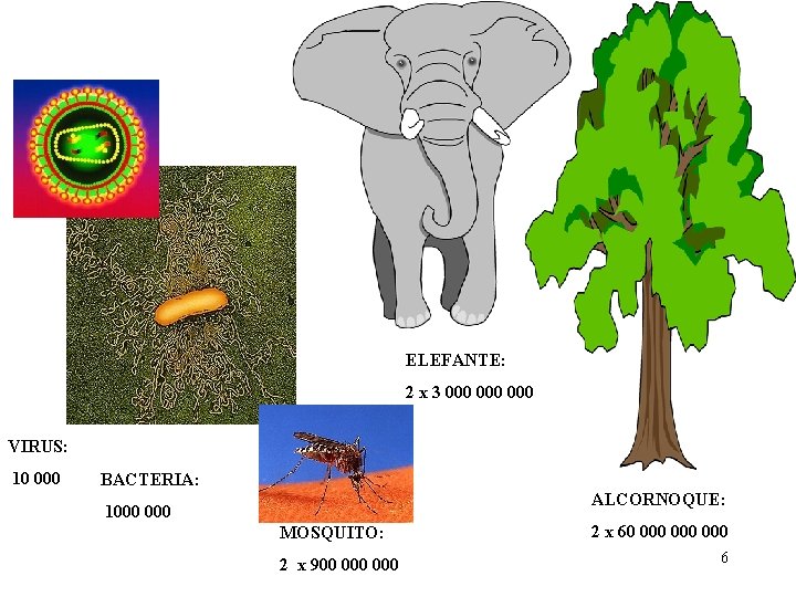 ELEFANTE: 2 x 3 000 000 VIRUS: 10 000 BACTERIA: ALCORNOQUE: 1000 MOSQUITO: 2 ELEFANTE: 2 x 3 000 000 VIRUS: 10 000 BACTERIA: ALCORNOQUE: 1000 MOSQUITO: 2