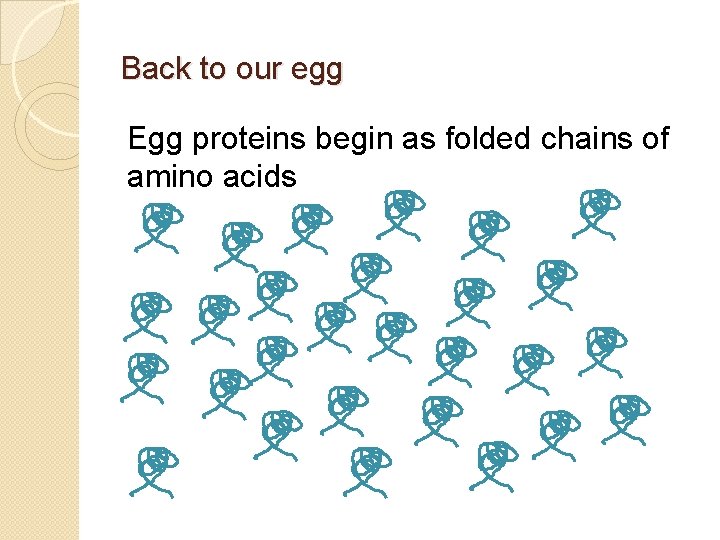 Back to our egg Egg proteins begin as folded chains of amino acids 