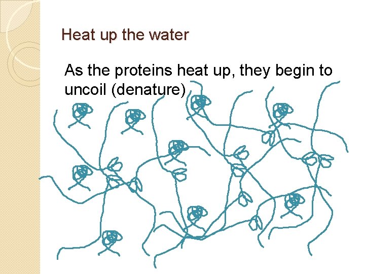 Heat up the water As the proteins heat up, they begin to uncoil (denature)