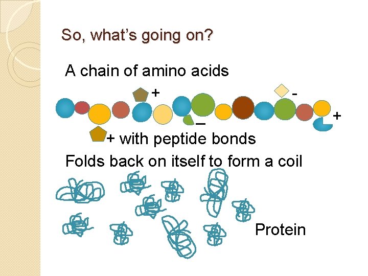 So, what’s going on? A chain of amino acids + _ + with peptide