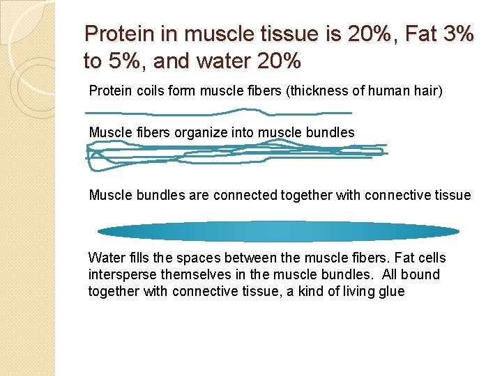 Protein in muscle tissue is 20%, Fat 3% to 5%, and water 20% Protein