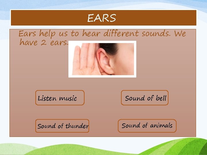 EARS Ears help us to hear different sounds. We have 2 ears. Listen music
