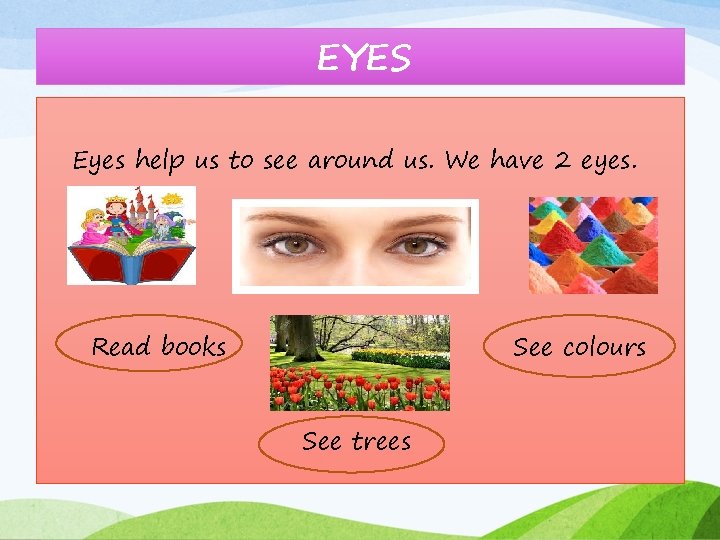 EYES Eyes help us to see around us. We have 2 eyes. Read books