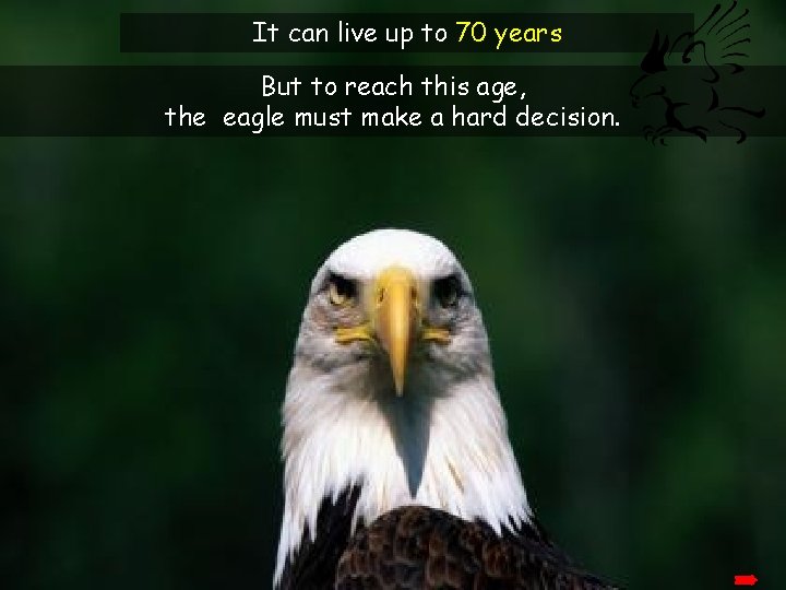 It can live up to 70 years But to reach this age, the eagle