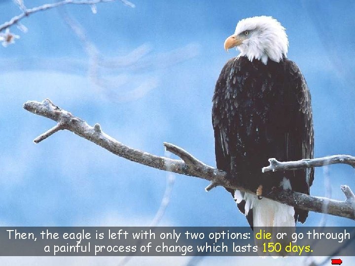 Then, the eagle is left with only two options: die or go through a