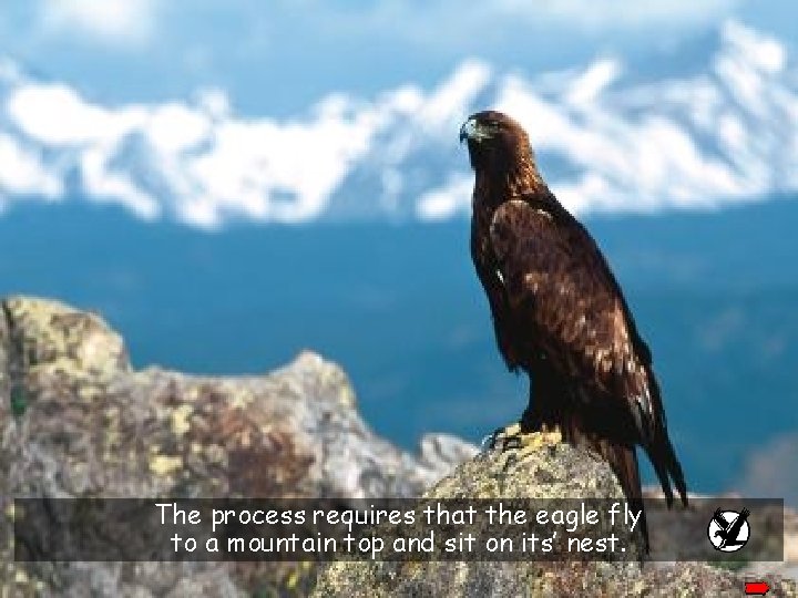 The process requires that the eagle fly to a mountain top and sit on