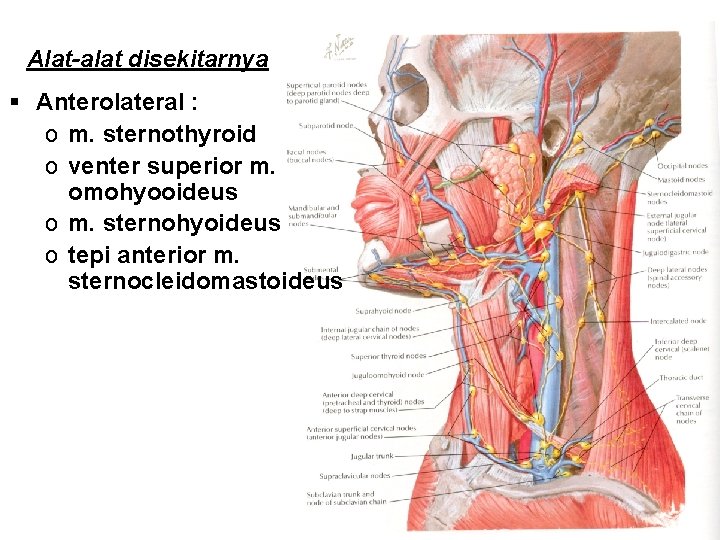 Alat-alat disekitarnya § Anterolateral : o m. sternothyroid o venter superior m. omohyooideus o