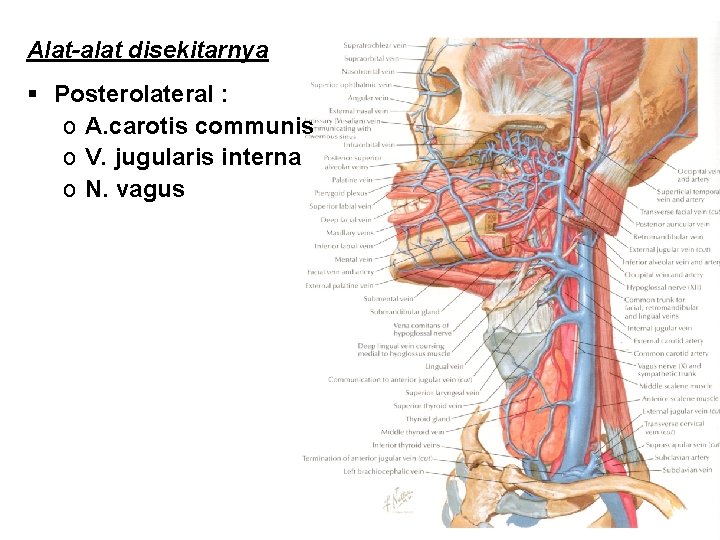 Alat-alat disekitarnya § Posterolateral : o A. carotis communis o V. jugularis interna o