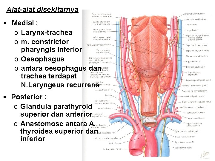 Alat-alat disekitarnya § Medial : o Larynx-trachea o m. constrictor pharyngis inferior o Oesophagus