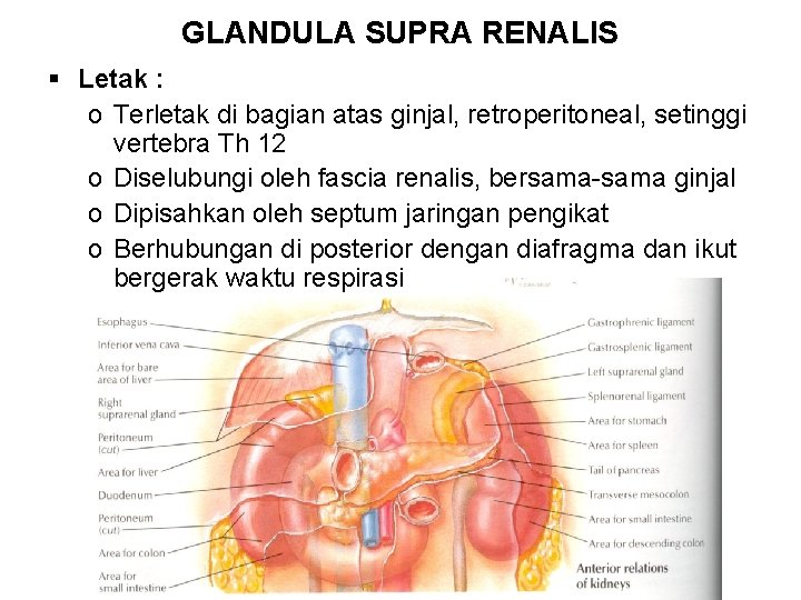 GLANDULA SUPRA RENALIS § Letak : o Terletak di bagian atas ginjal, retroperitoneal, setinggi