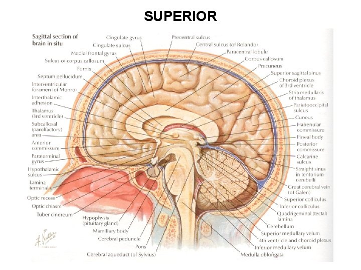 SUPERIOR 