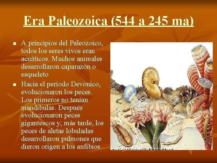 Era Paleozoica (544 a 245 ma) n n A principios del Paleozoico, todos los