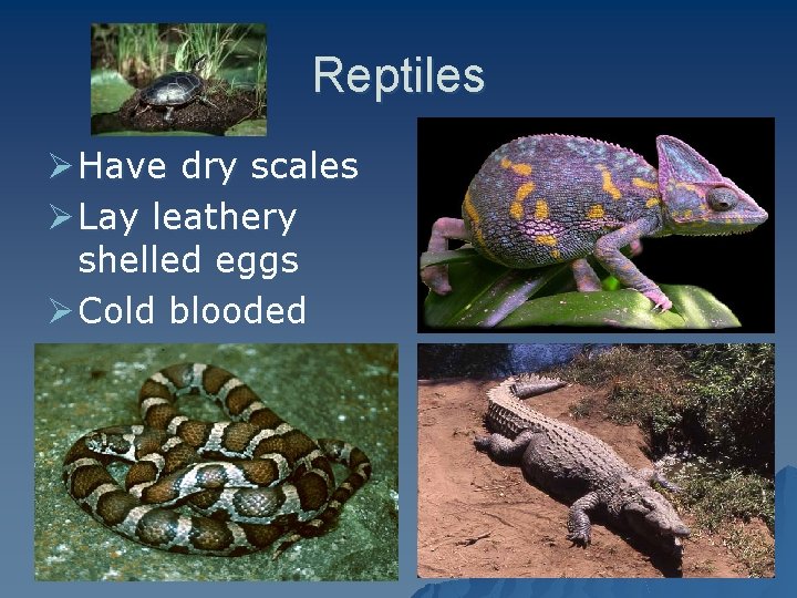 Reptiles Ø Have dry scales Ø Lay leathery shelled eggs Ø Cold blooded 