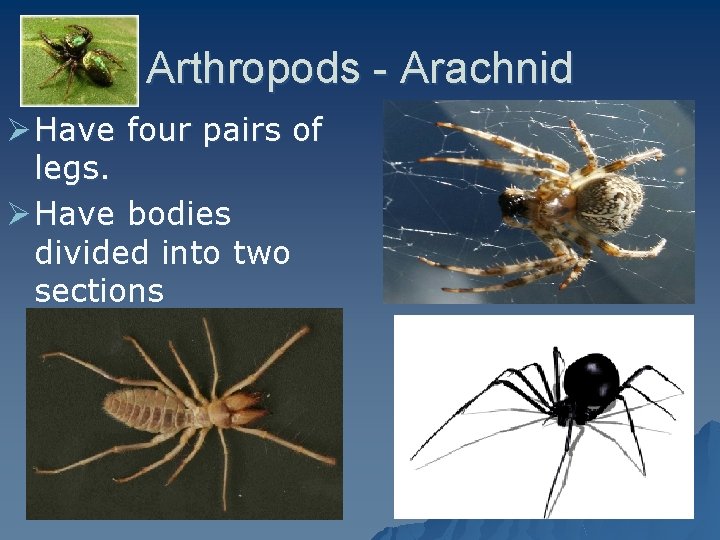Arthropods - Arachnid Ø Have four pairs of legs. Ø Have bodies divided into