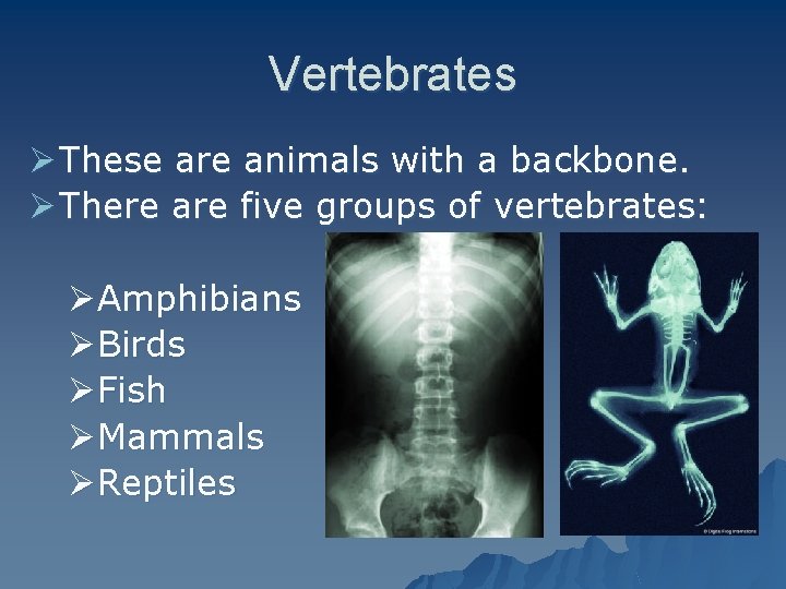 Vertebrates Ø These are animals with a backbone. Ø There are five groups of