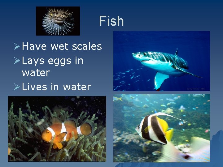 Fish Ø Have wet scales Ø Lays eggs in water Ø Lives in water