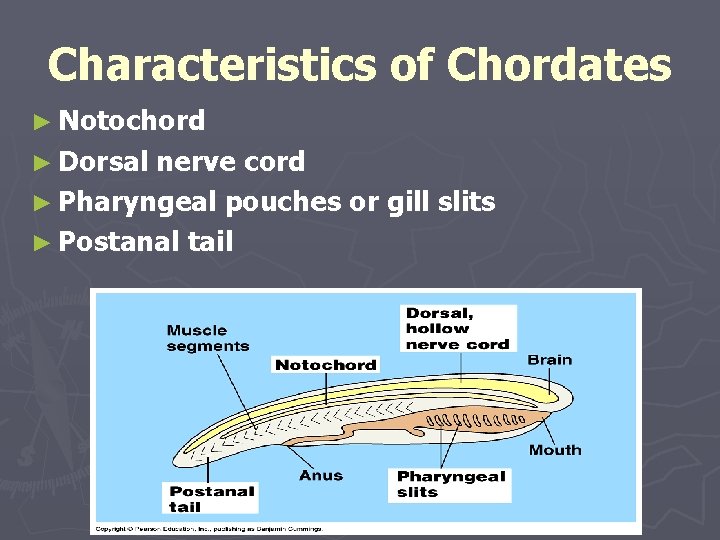 Characteristics of Chordates ► Notochord ► Dorsal nerve cord ► Pharyngeal pouches or gill