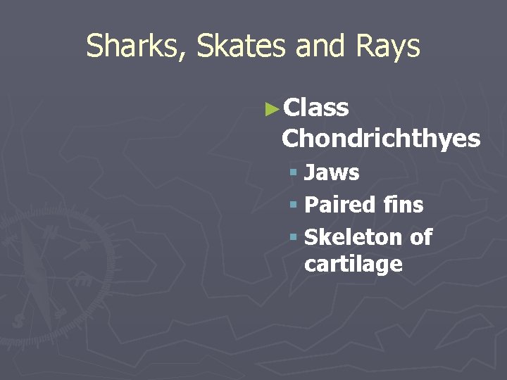 Sharks, Skates and Rays ►Class Chondrichthyes § Jaws § Paired fins § Skeleton of