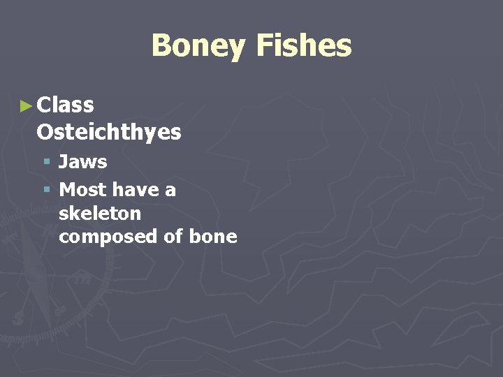 Boney Fishes ► Class Osteichthyes § Jaws § Most have a skeleton composed of