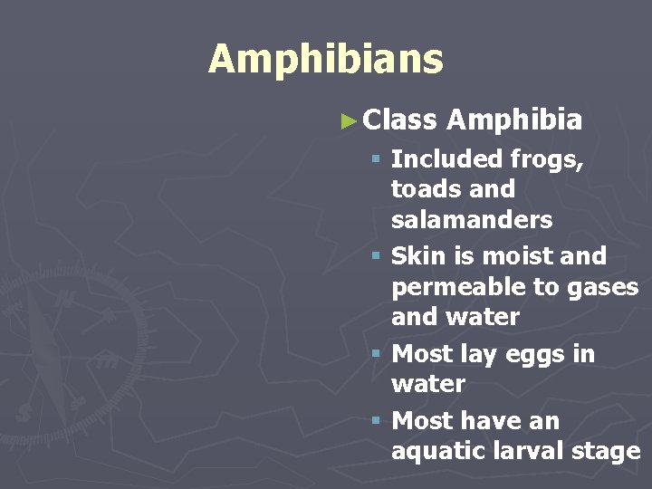 Amphibians ► Class Amphibia § Included frogs, toads and salamanders § Skin is moist