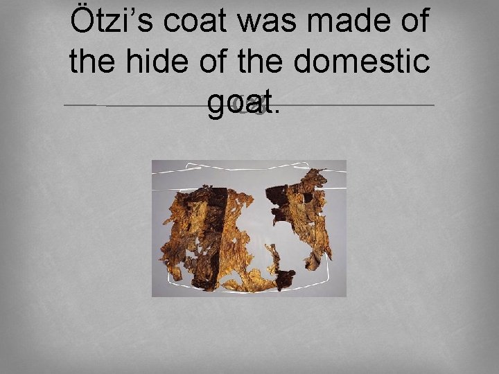 Ötzi’s coat was made of the hide of the domestic goat. 