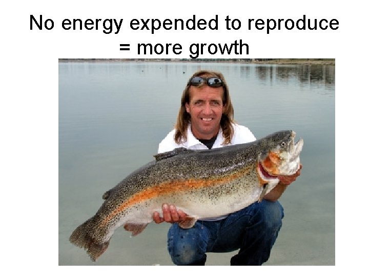 No energy expended to reproduce = more growth 