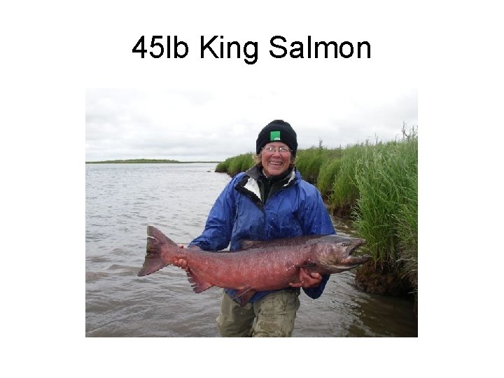 45 lb King Salmon 