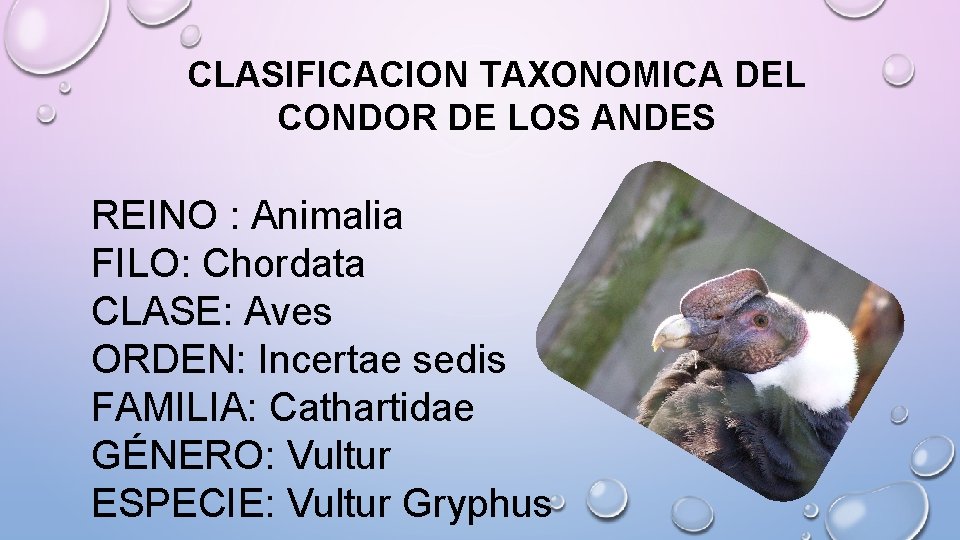 CLASIFICACION TAXONOMICA DEL CONDOR DE LOS ANDES REINO : Animalia FILO: Chordata CLASE: Aves