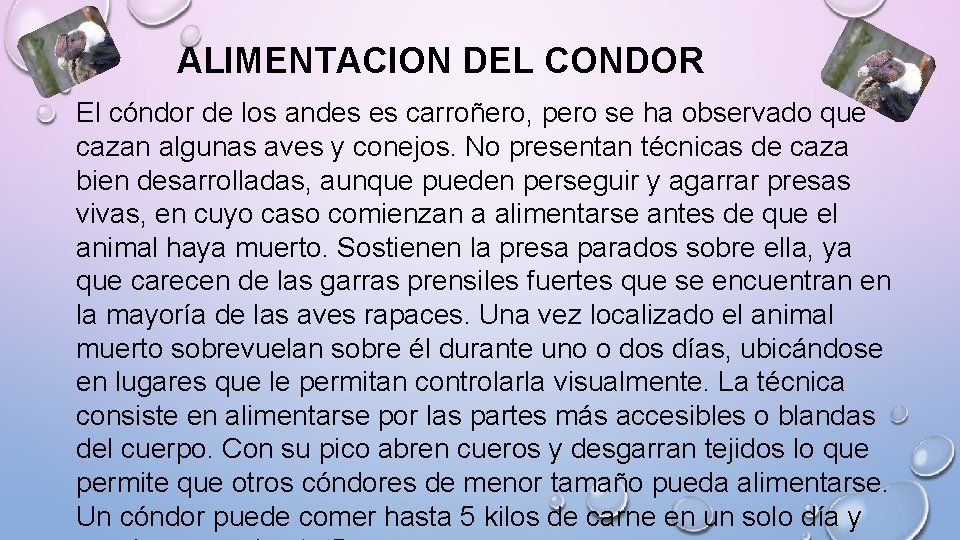 ALIMENTACION DEL CONDOR El cóndor de los andes es carroñero, pero se ha observado