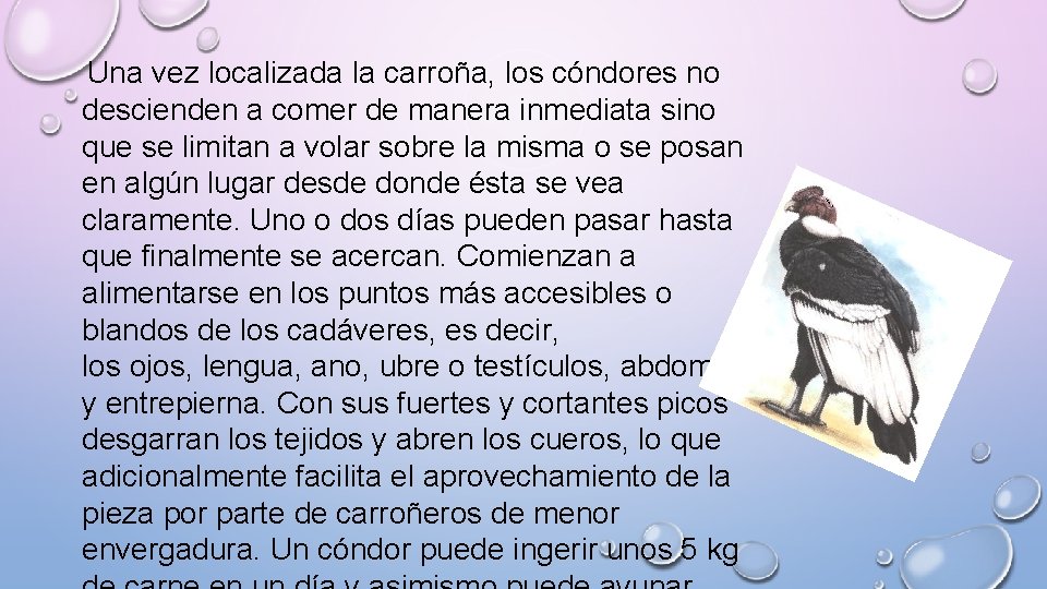  Una vez localizada la carroña, los cóndores no descienden a comer de manera