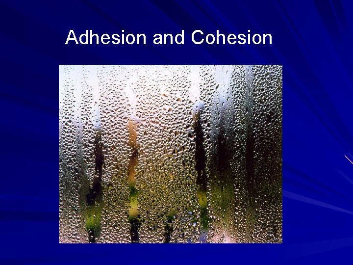 Adhesion and Cohesion 