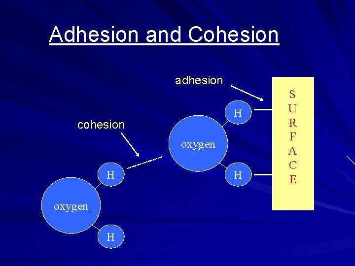 Adhesion and Cohesion adhesion H cohesion oxygen H H S U R F A